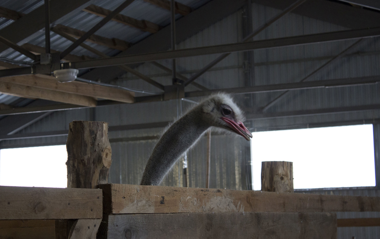 Страусиная ферма «Шартомский страус»