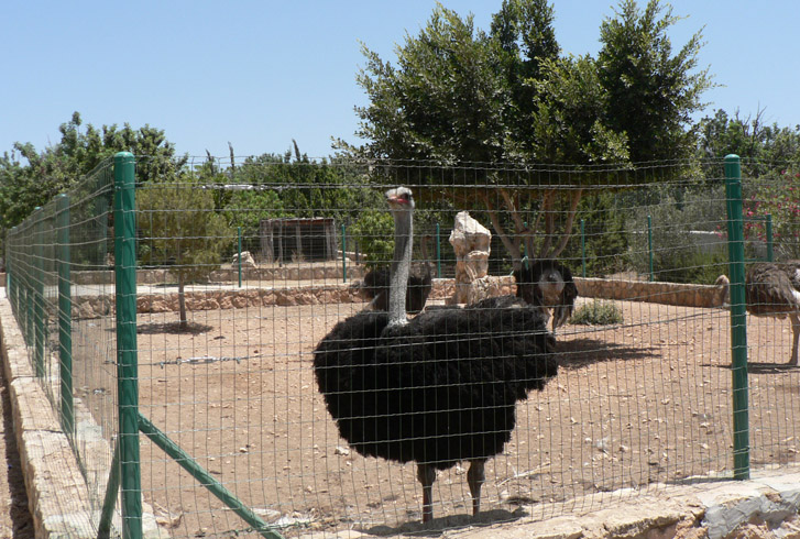 Парк птиц и животных на Пафосе