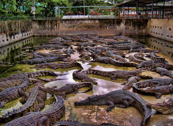 Крокодилова ферма
