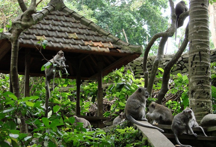 Лес обезьян