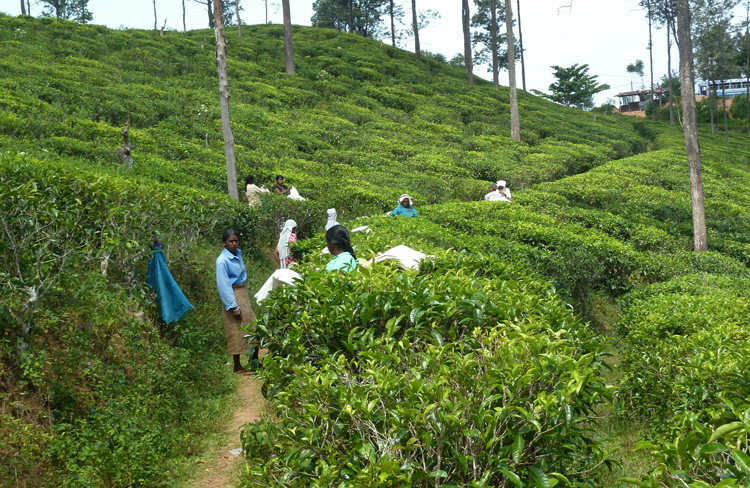 Чайные плантации Uva Halpewatte Tea Factory