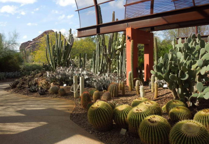 Ботанический сад в пустыне