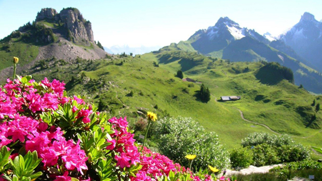 Панорамы «Альпийского ботанического сада