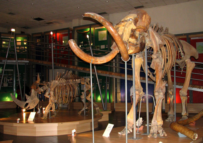 Музей мамонта