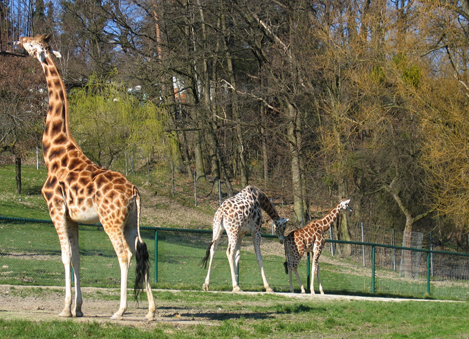 Зоопарк Франкфурта