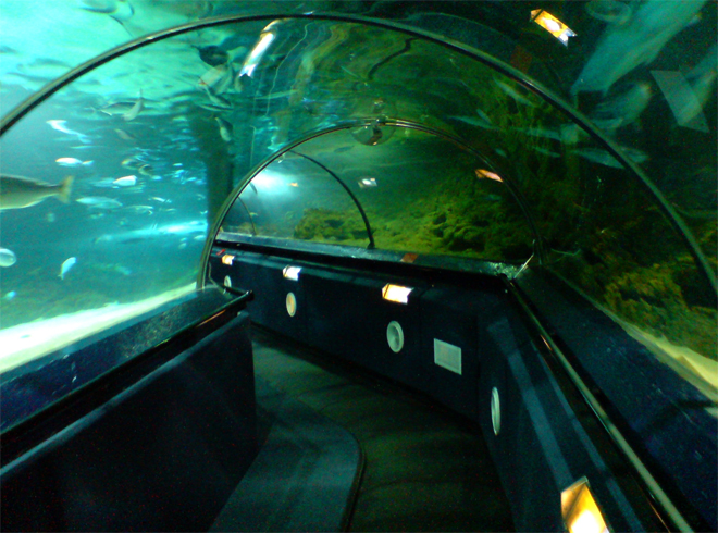 Музей-аквариум «Подводный мир Келли Тарлтона»