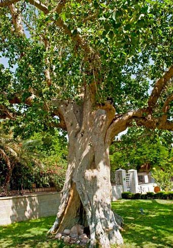 Дерево Закхея
