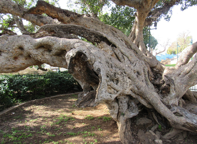 Древнее дерево сикомора
